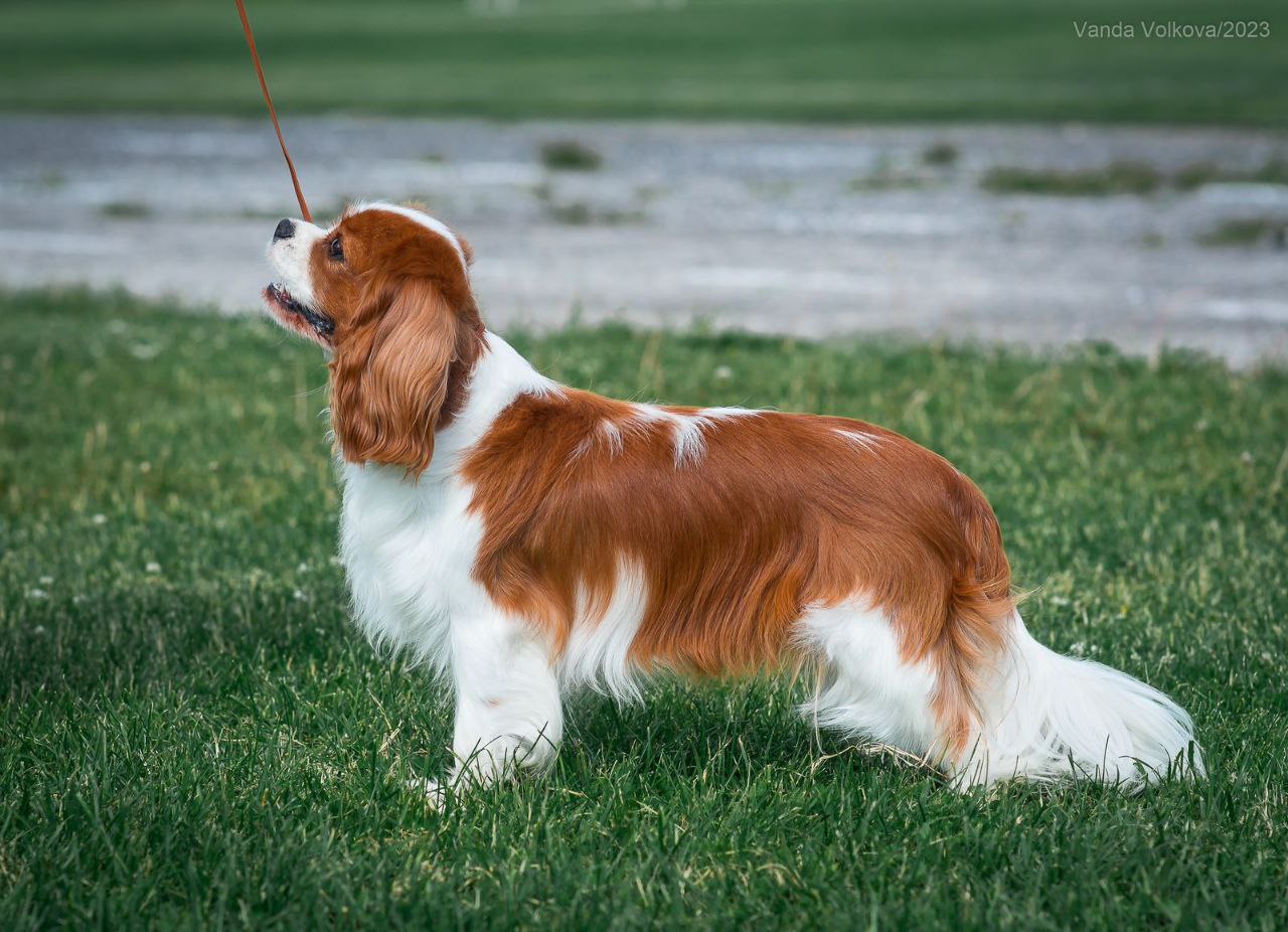 ERICA ROYAL SPANIEL 