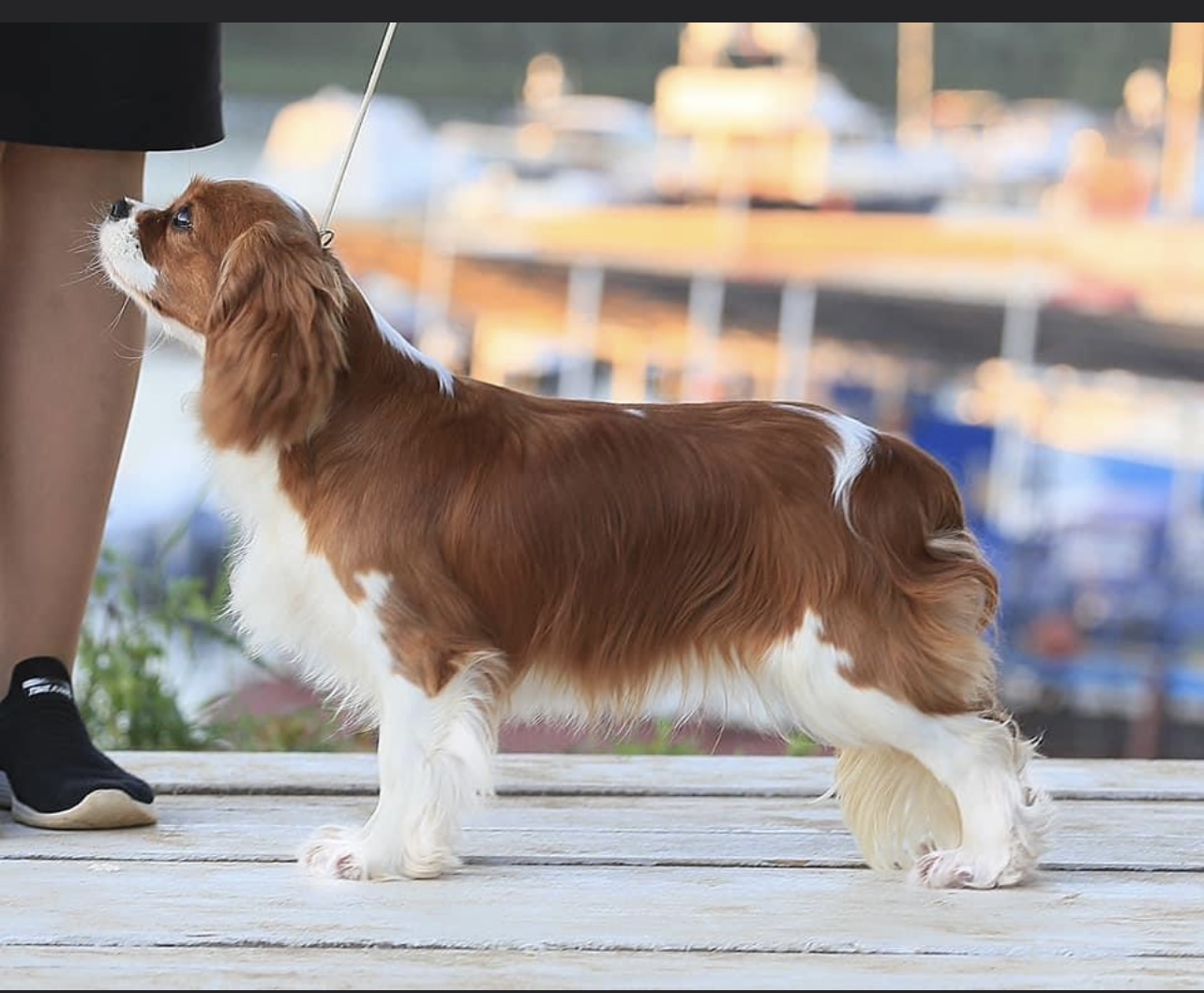 SHARLOTTA ROYAL SPANIEL