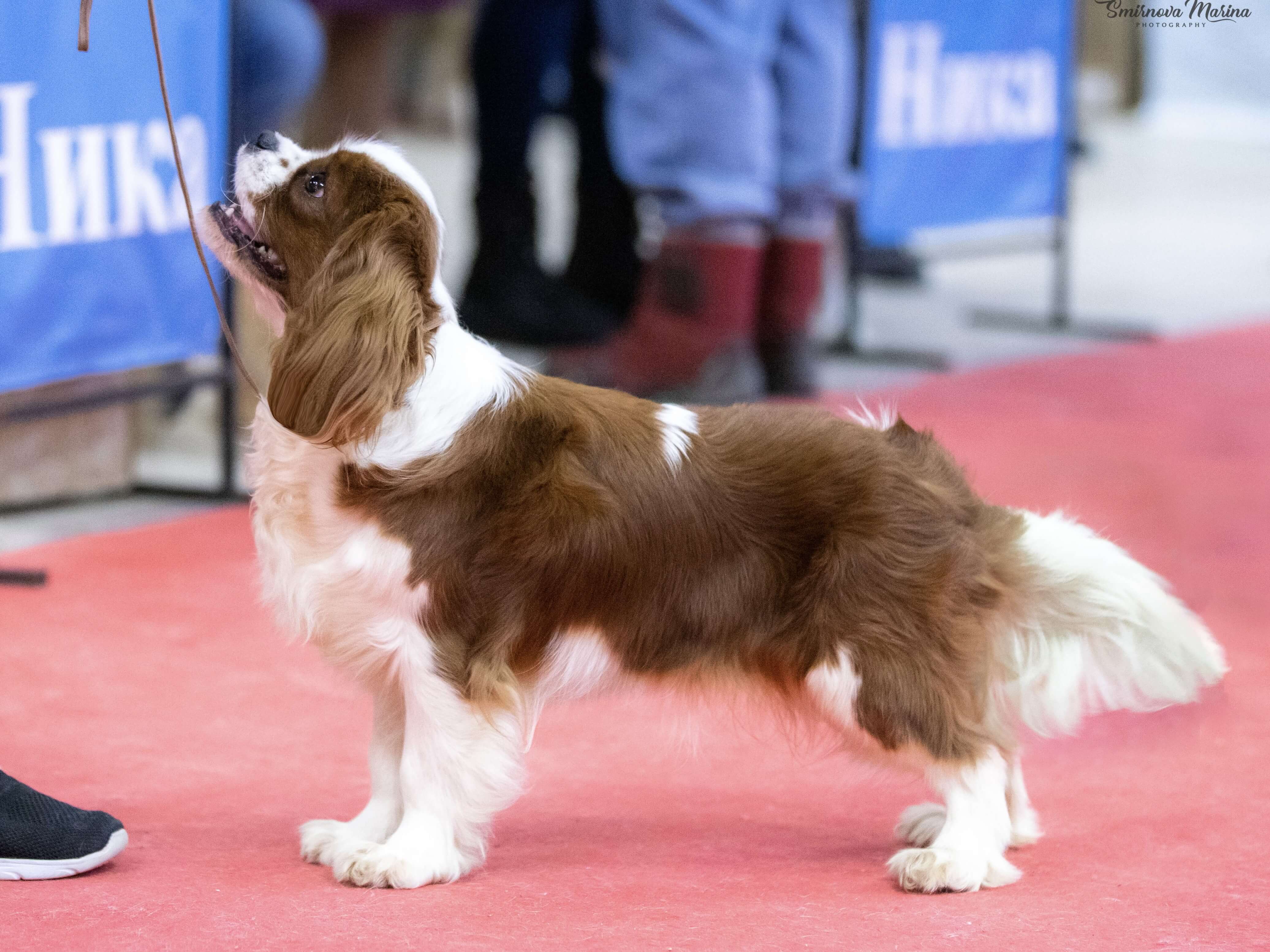 Emmanuel Royal Spaniel
