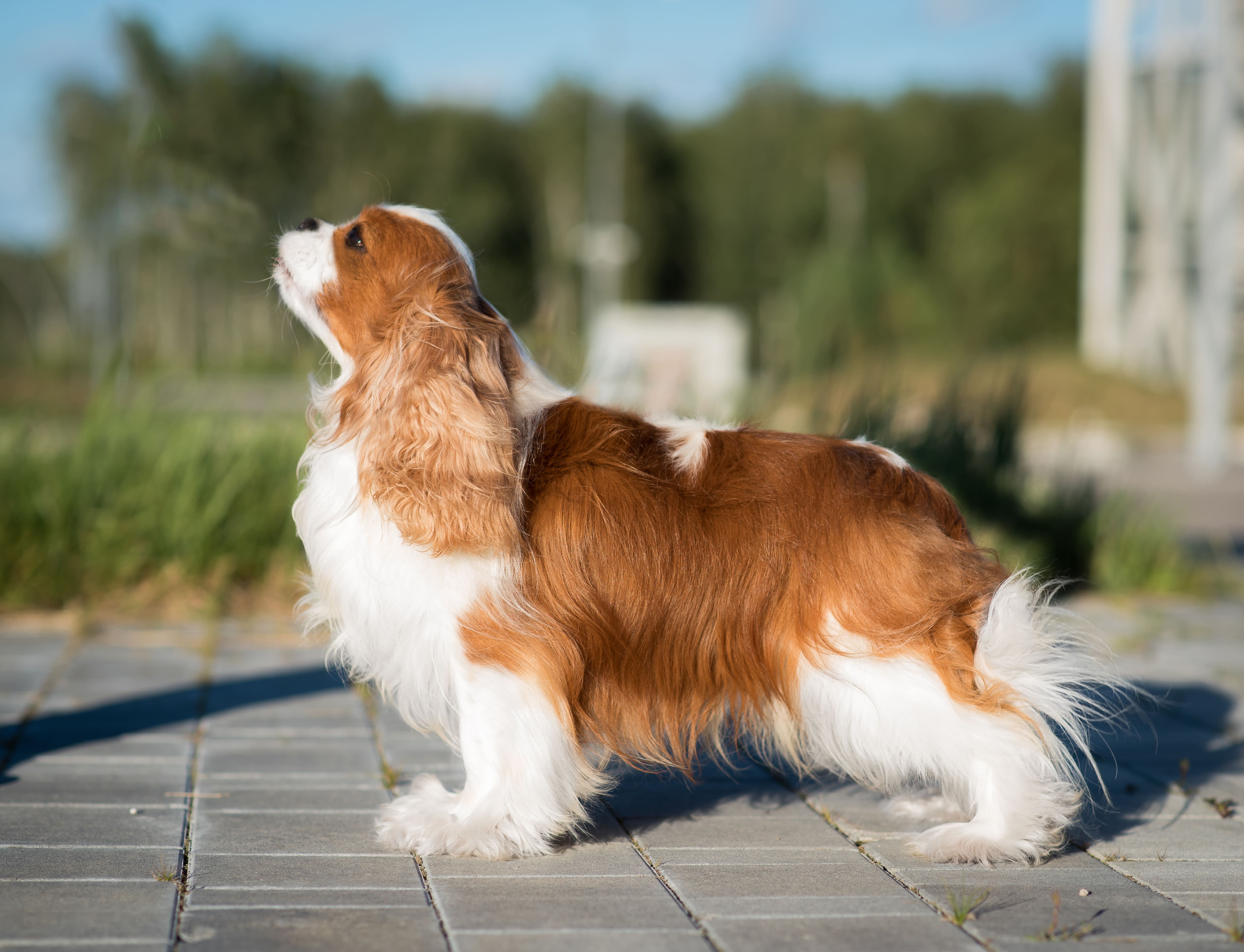 TSEZAR ROYAL SPANIEL