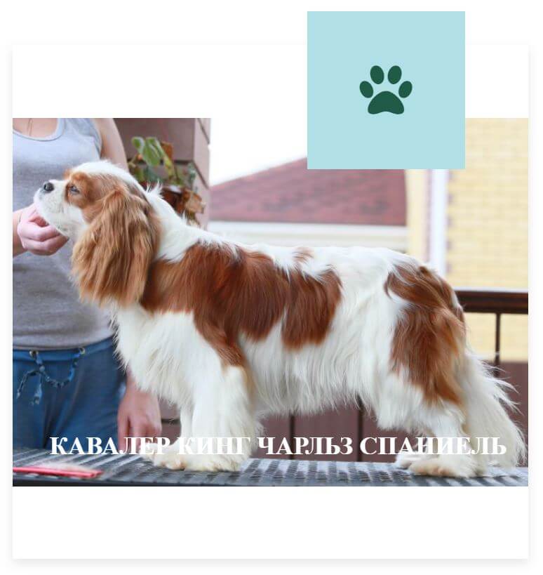 Кавалер Кинг Чарльз Спаниель