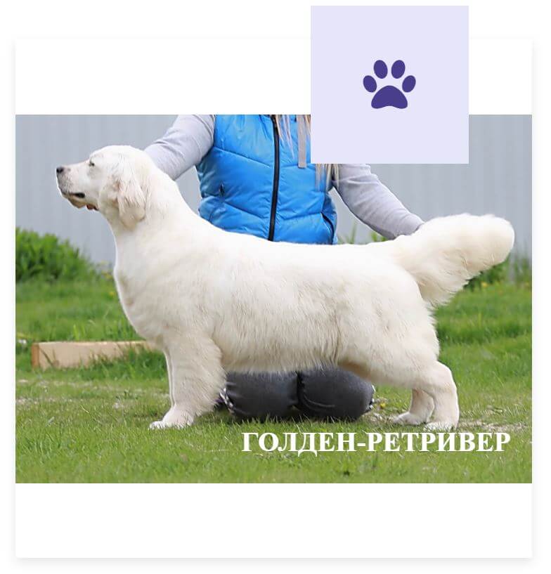 Голден-ретривер