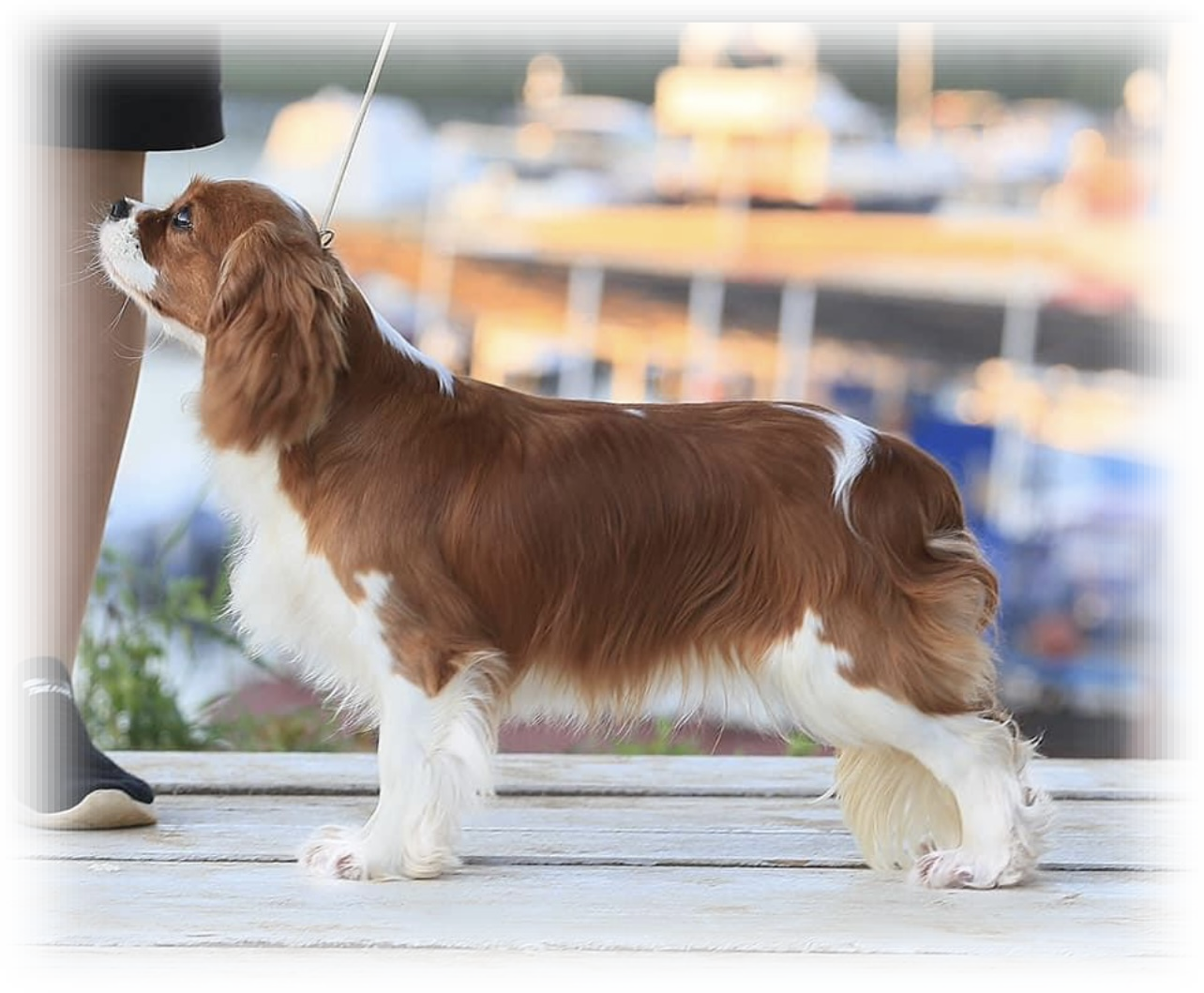 SHARLOTTA ROYAL SPANIEL