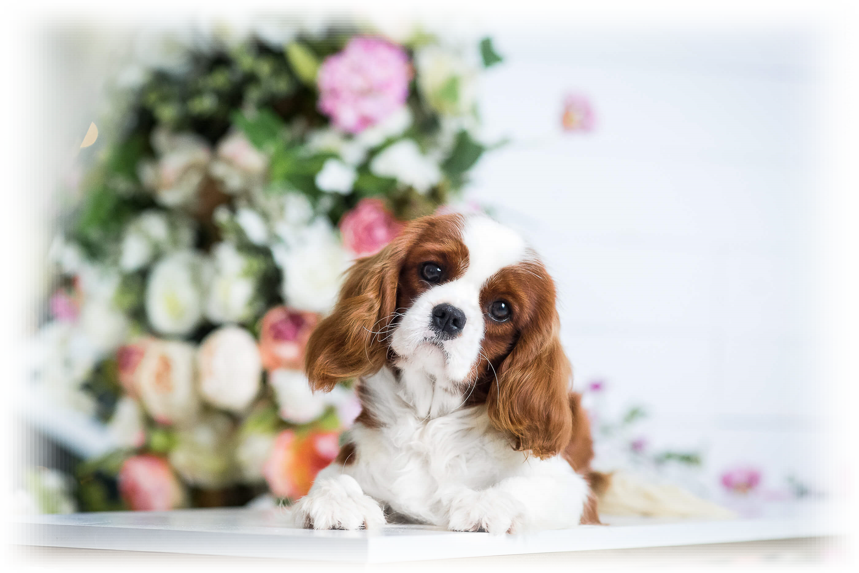 EMMANUEL ROYAL SPANIEL