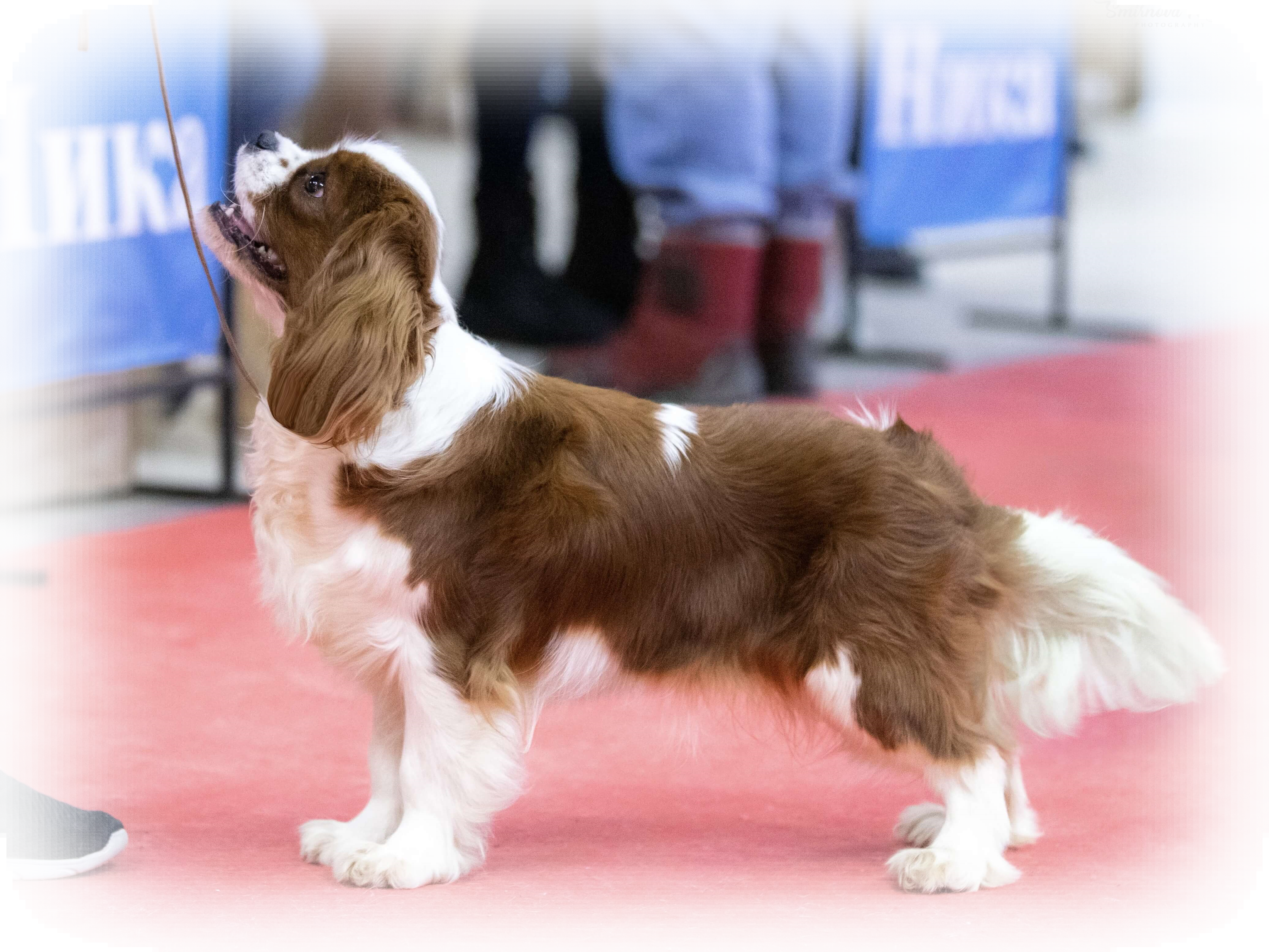 EMMANUEL ROYAL SPANIEL