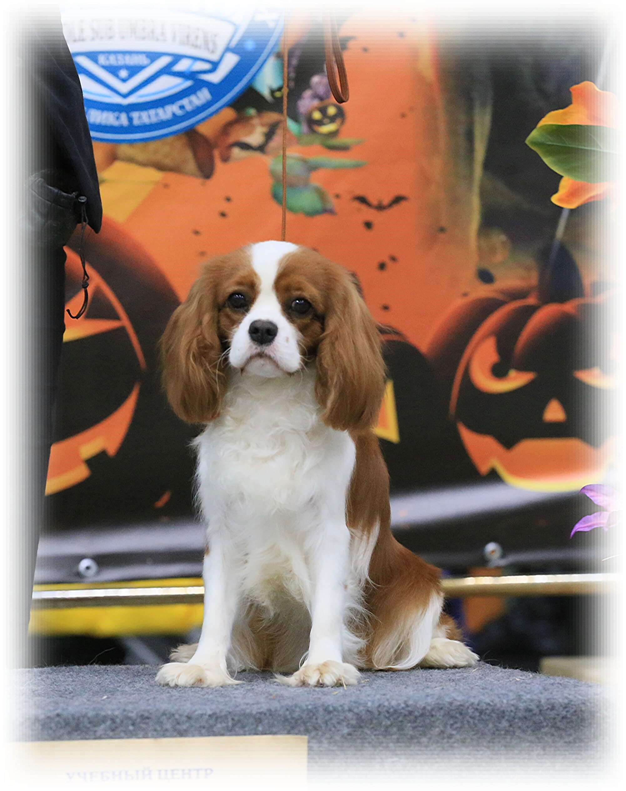 ERICA ROYAL SPANIEL 