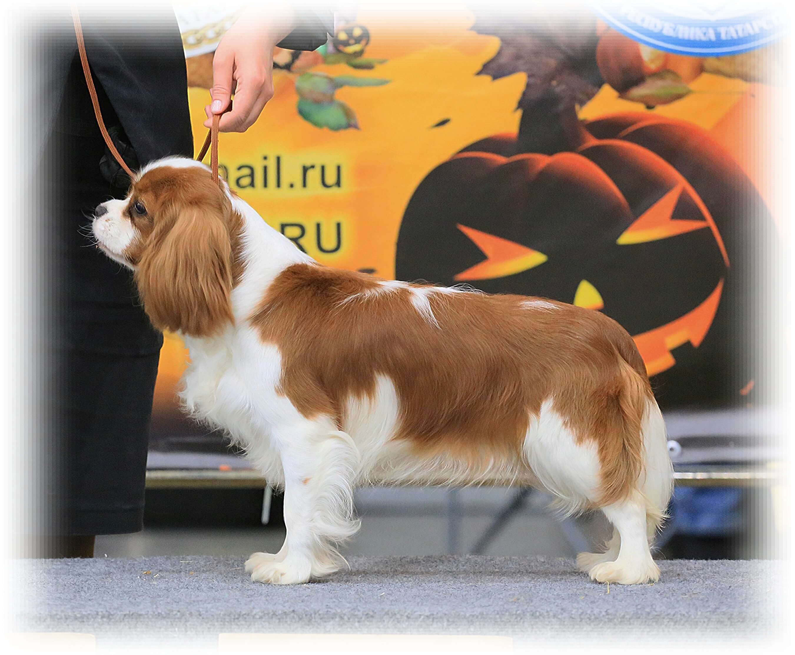 ERICA ROYAL SPANIEL 