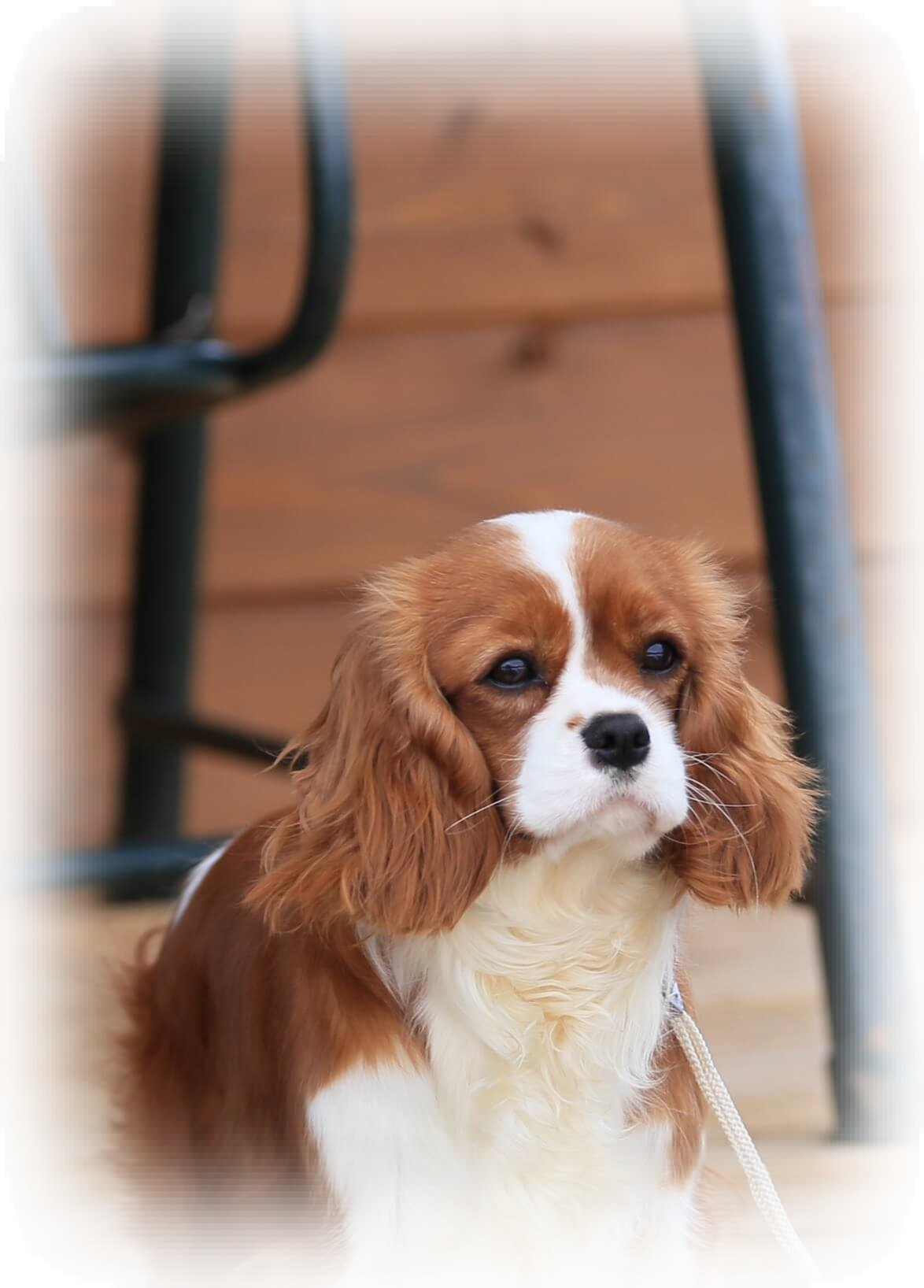 SHARLOTTA ROYAL SPANIEL