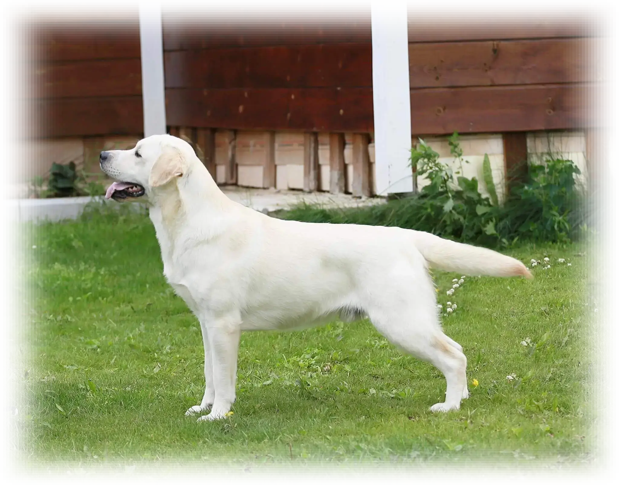 STIL DE LINNET HUGO