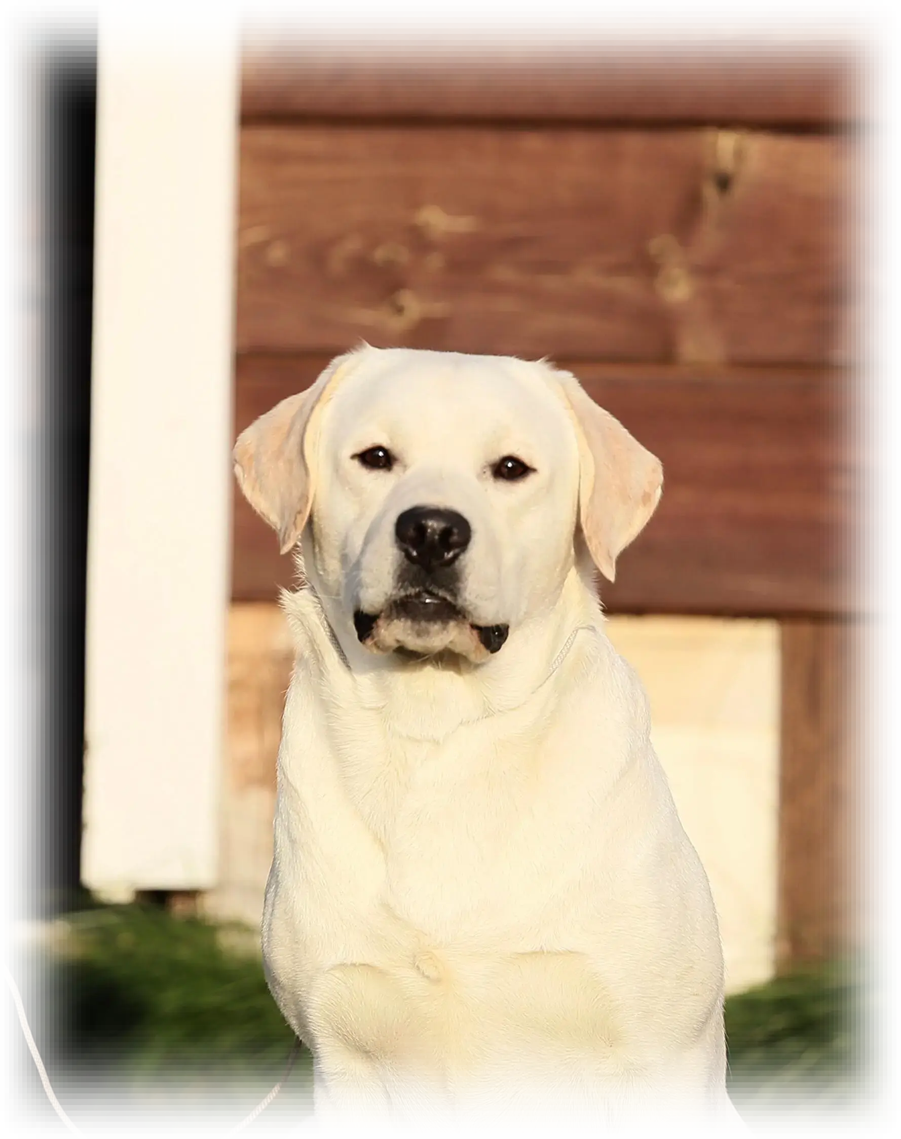 STIL DE LINNET hugo