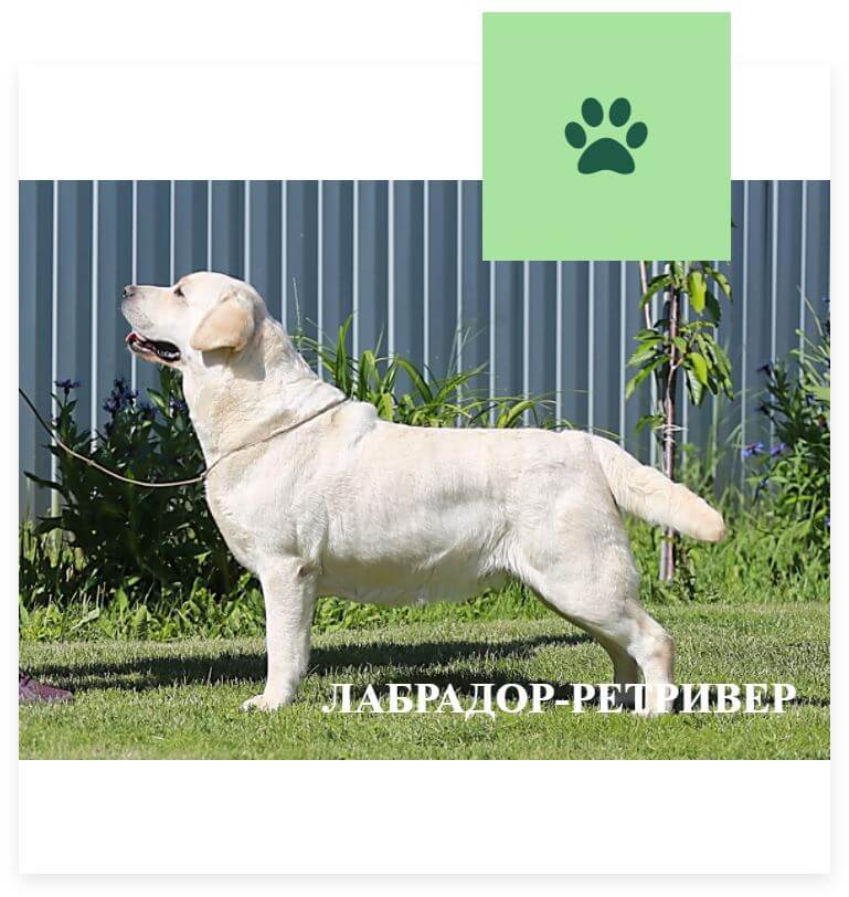 Лабрадор-ретривер